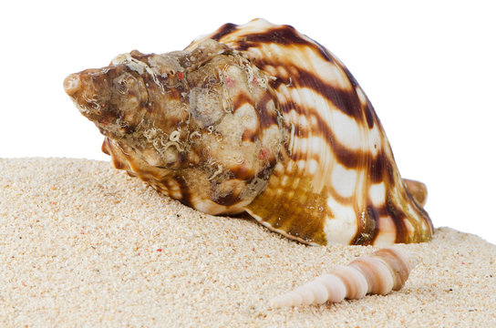 Conch sea shell