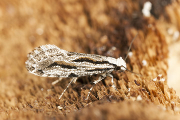 Small moth on wood, extreme close-up