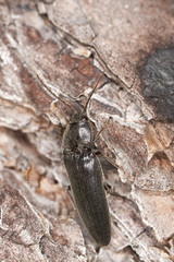 Click beetle on wood, macro photo