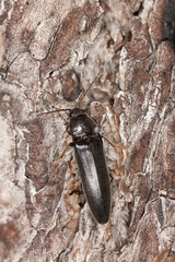 Click beetle on wood, macro photo