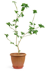 Home decorative plant in pot isolated