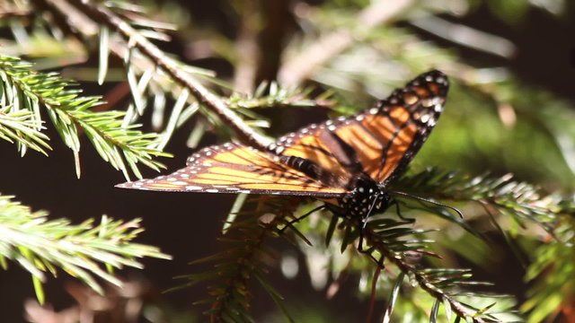 the amazing monarch butterfly sanctuary in mexico