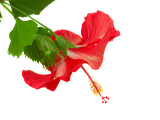 Fototapeta premium red flower of hibiscus