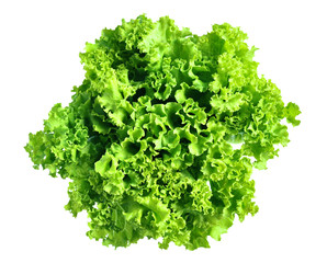 Obraz premium Green lettuce