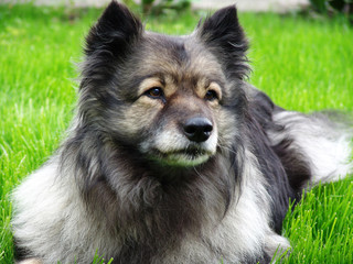 Hund auf Wiese, Wolfsspitz