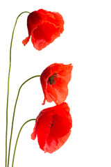Obraz premium Coquelicots