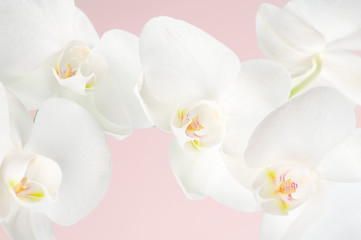 Obraz na płótnie Canvas Orchidee z bliska