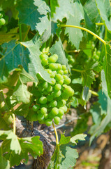 Vineyard on a bright summer day