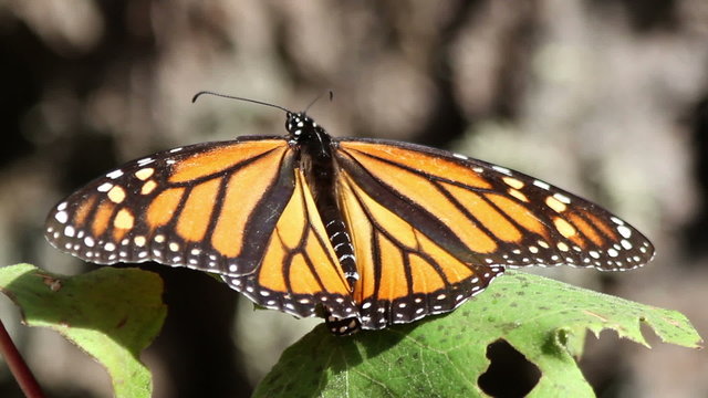 the amazing monarch butterfly sanctuary in mexico