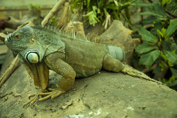 Leguan