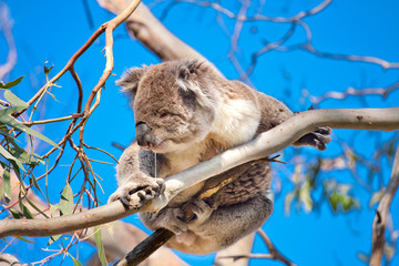 koala tree © Baltazar
