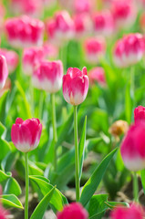 Flowers tulips in the garden