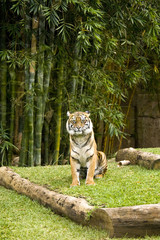 Fototapeta premium Tiger_2986