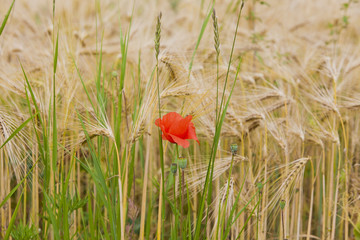 Poppy and Wheat