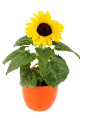 Obraz premium small sunflower in a pot, Isolated on white background