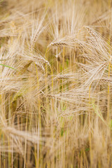 Wheat Landscape Detail