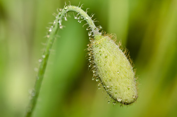 White poppy bud