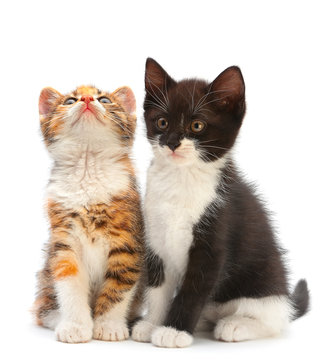 Two kitten