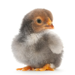 Baby chicken