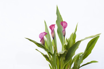 Pink calla lily isolated on withe background