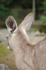 カンガルーの後姿