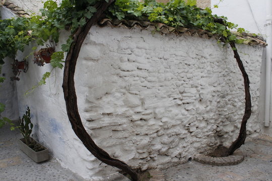 Tapia blanca con parrales