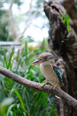 アオバネワライカワセミ