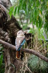 アオバネワライカワセミ