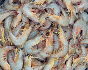 sea shrimp in fresh market