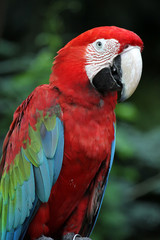 Macaw