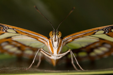 Beautiful butterfly closeup