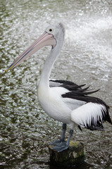 Australian Pelican