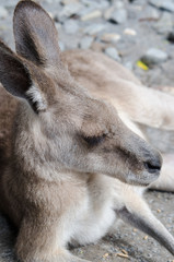くつろぐカンガルー