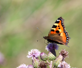 small tortoiseshell butterfly from europe