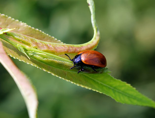 Листоед тополевый  (Melasoma populi)