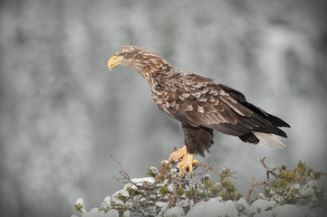 White-tailed Eagle