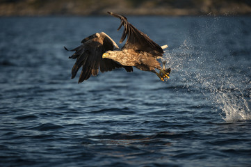 White-tailed Eagle in flight