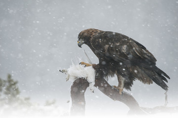 Obraz premium Golden Eagle