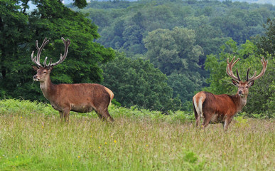 Naklejka na ściany i meble Red Stag Deer in an English Park
