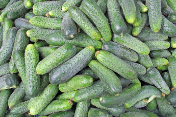 collection of Greens cucumbers for sale at vegetable market