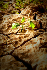 Green plant on dry crack soil