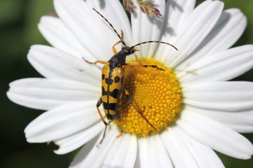 Obraz premium Gefleckter Schmalbock auf Margerite