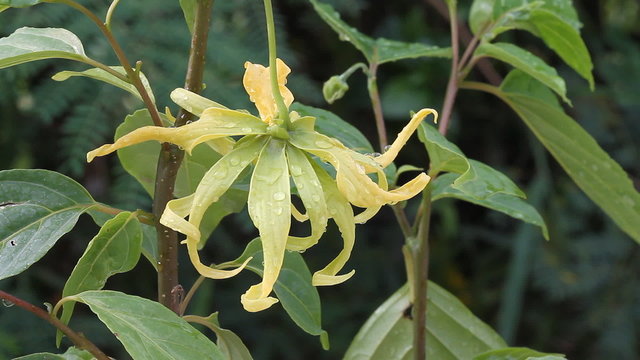 Ylang-Ylang flower on tree