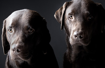 Two handsome chocolate labradors