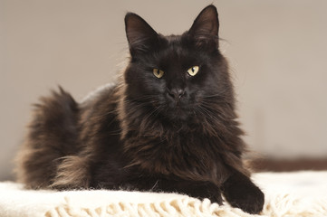 Portrait of beautiful black cat