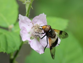 Gemeine Waldschwebfliege (Volucella pellucens)