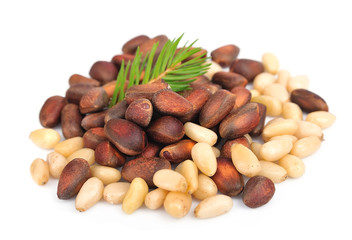 pine nut