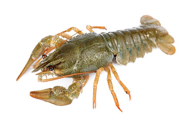 crayfish isolated