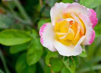 Beautiful pink rose in a garden