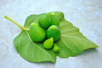 Foglia di fico con fichi